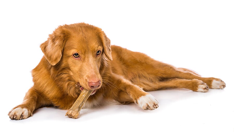 Dog chewing